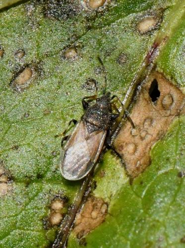 Oxycarenus hyalinipennis